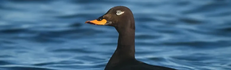 Un Negrón especulado yace bajo en el agua. El ojo brillante del ave mira directamente a la cámara.