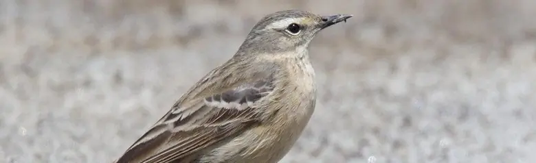 Bisbita Alpino. De pie en una carretera. Un pájaro gris con una raya clara en el ojo.