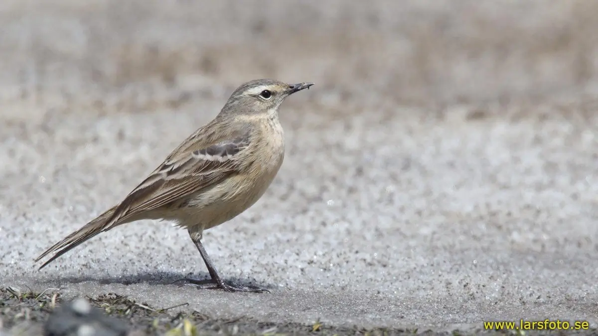 Bisbita Alpino. De pie en una carretera. Un pájaro gris con una raya clara en el ojo.