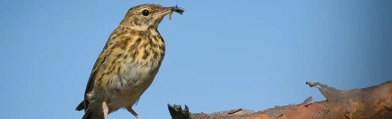 Bisbita Arbóreo. Sentado en una rama con un insecto en el pico. Ave pequeña, esbelta, de cola larga y pico puntiagudo.