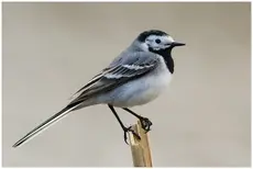 Lavandera Blanca