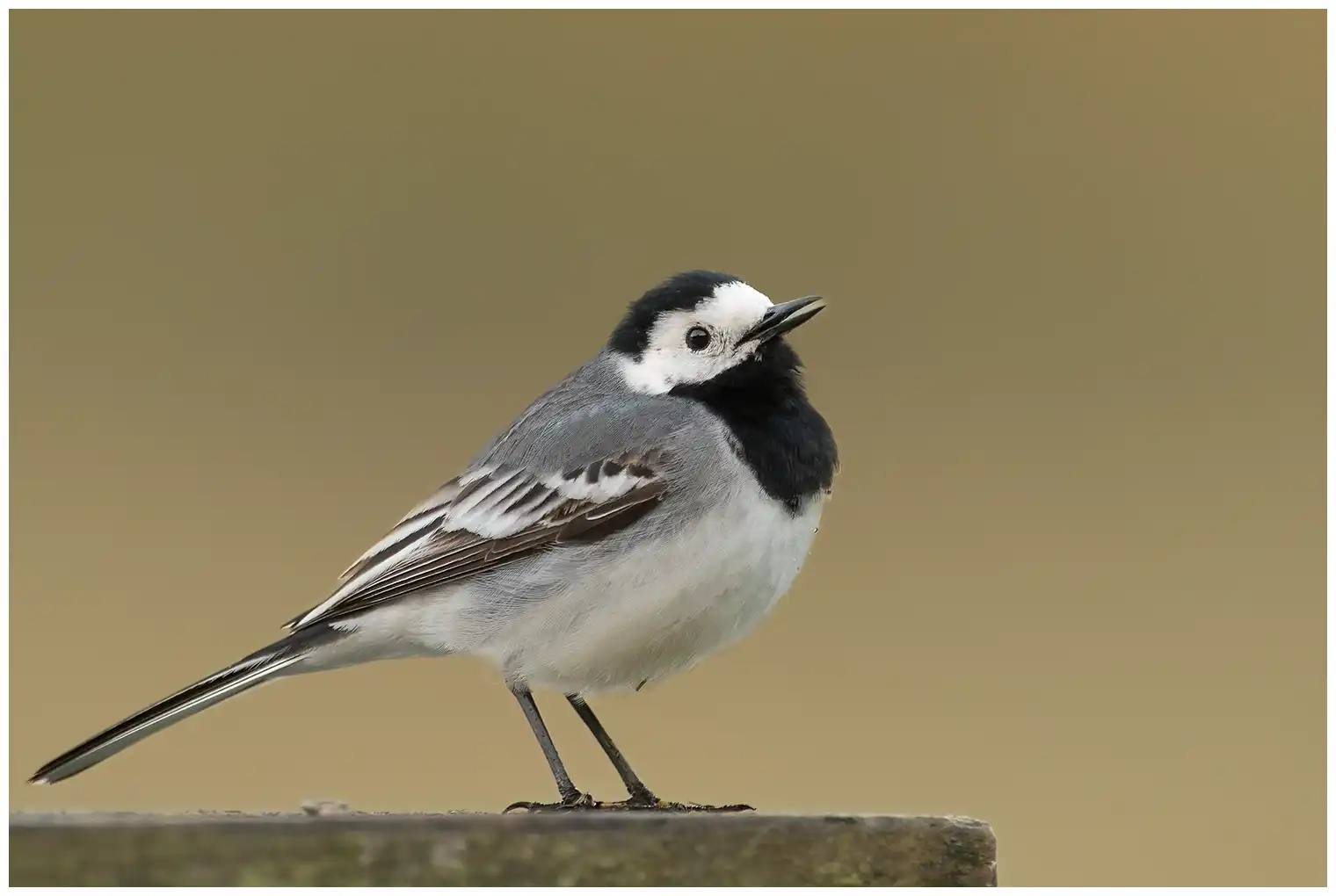 Lavandera Blanca