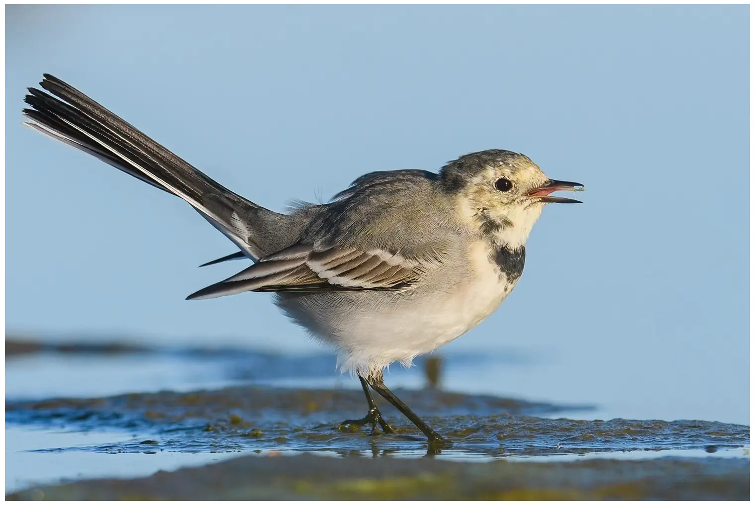 Lavandera Blanca