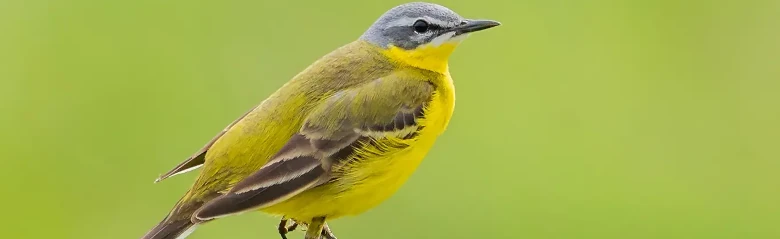 Lavandera Boyera. Sentado en lo alto de un cardo marchito. Parte inferior amarillo fuerte y dorso verde oliva.