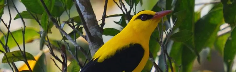 Oropéndola Europea. Sentado en la copa de un árbol. Muy llamativo, amarillo brillante con alas y cola negras. Pico rojo.