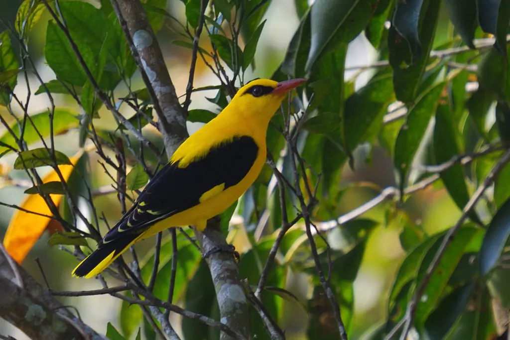 Oropéndola Europea. Sentado en la copa de un árbol. Muy llamativo, amarillo brillante con alas y cola negras. Pico rojo.