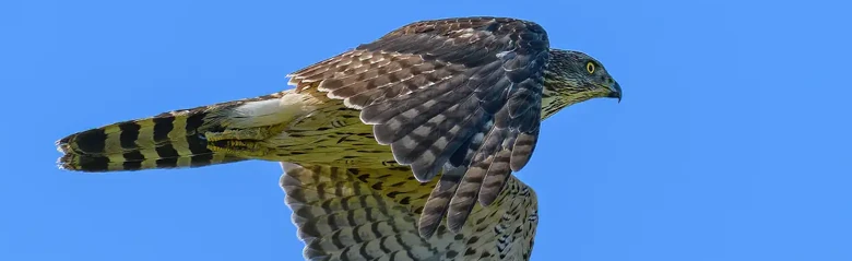 Azor Común. Vuelo con cielo azul. Parte inferior con rayas cruzadas, parte superior gris oscuro. Volando en dirección a la derecha.