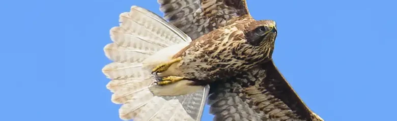 Ratonero común. Planeando sobre un cielo azul. Alas anchas y redondeadas y cola corta y redondeada. A menudo realiza círculos a gran altitud.
