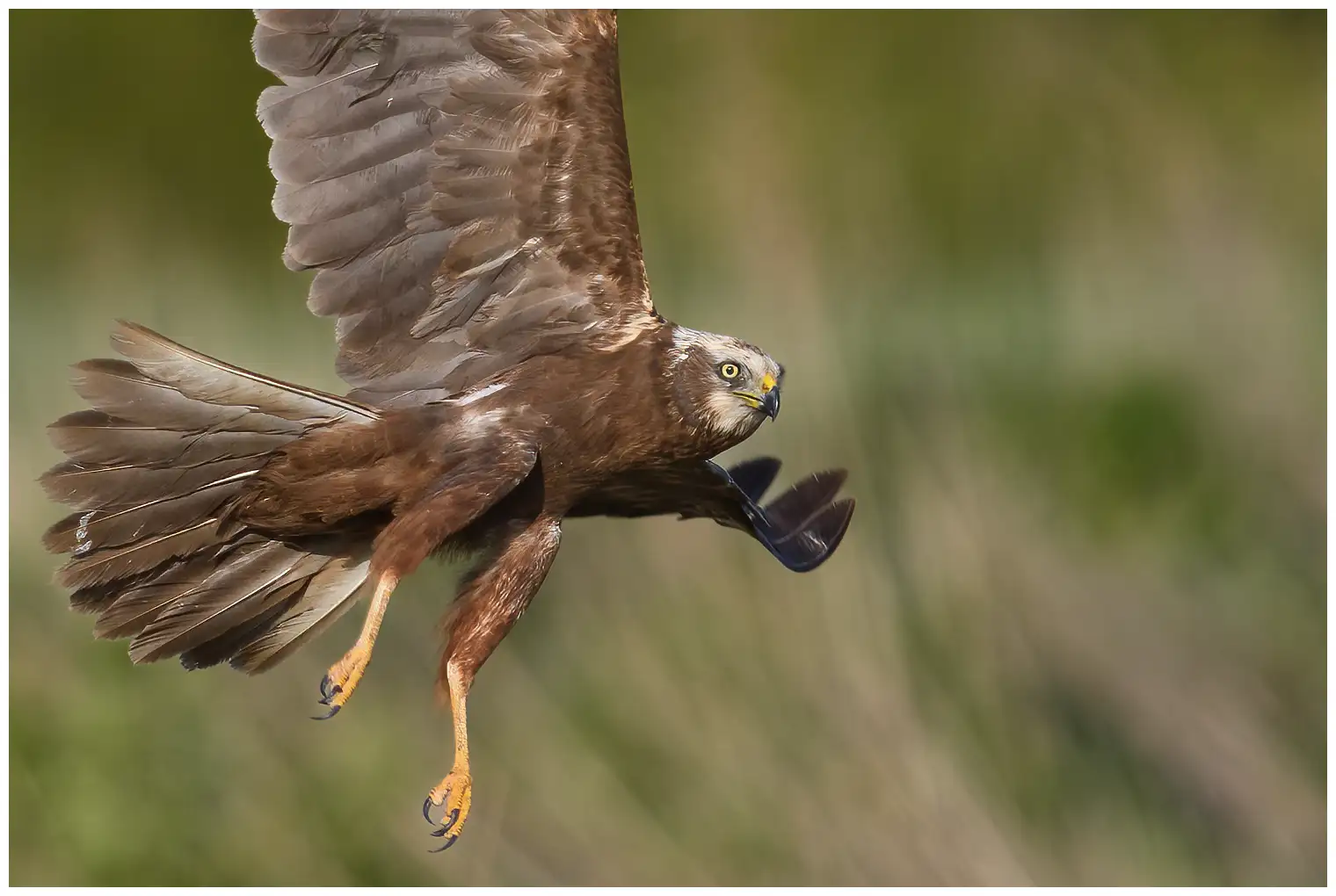 Aguilucho Lagunero Occidental