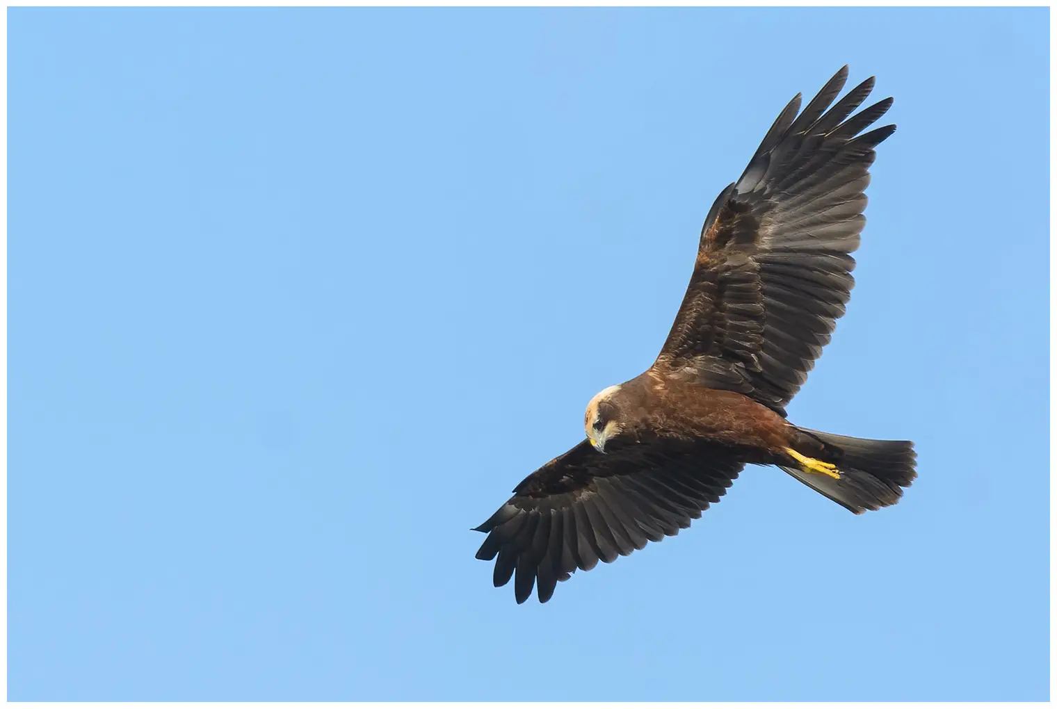 Aguilucho Lagunero Occidental