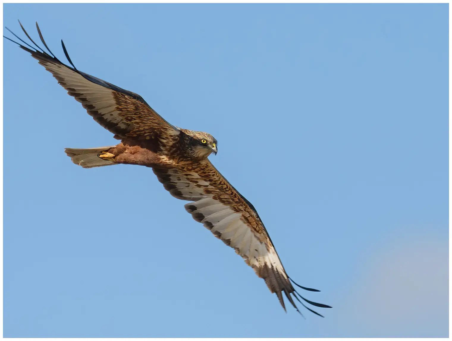 Aguilucho Lagunero Occidental