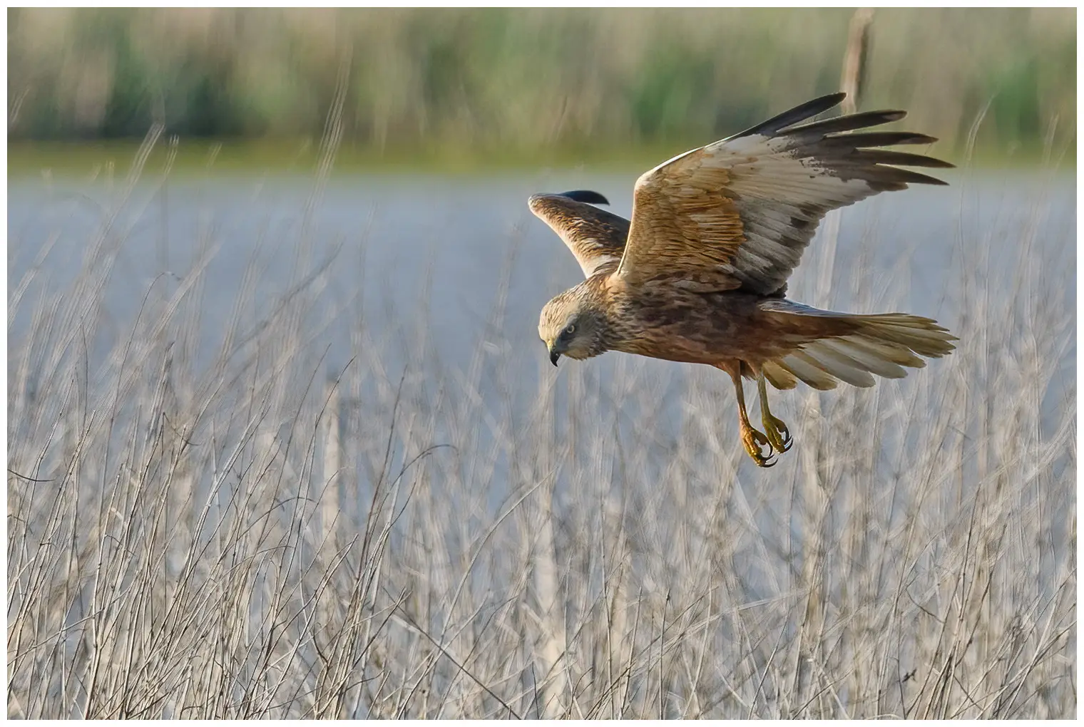 Aguilucho Lagunero Occidental