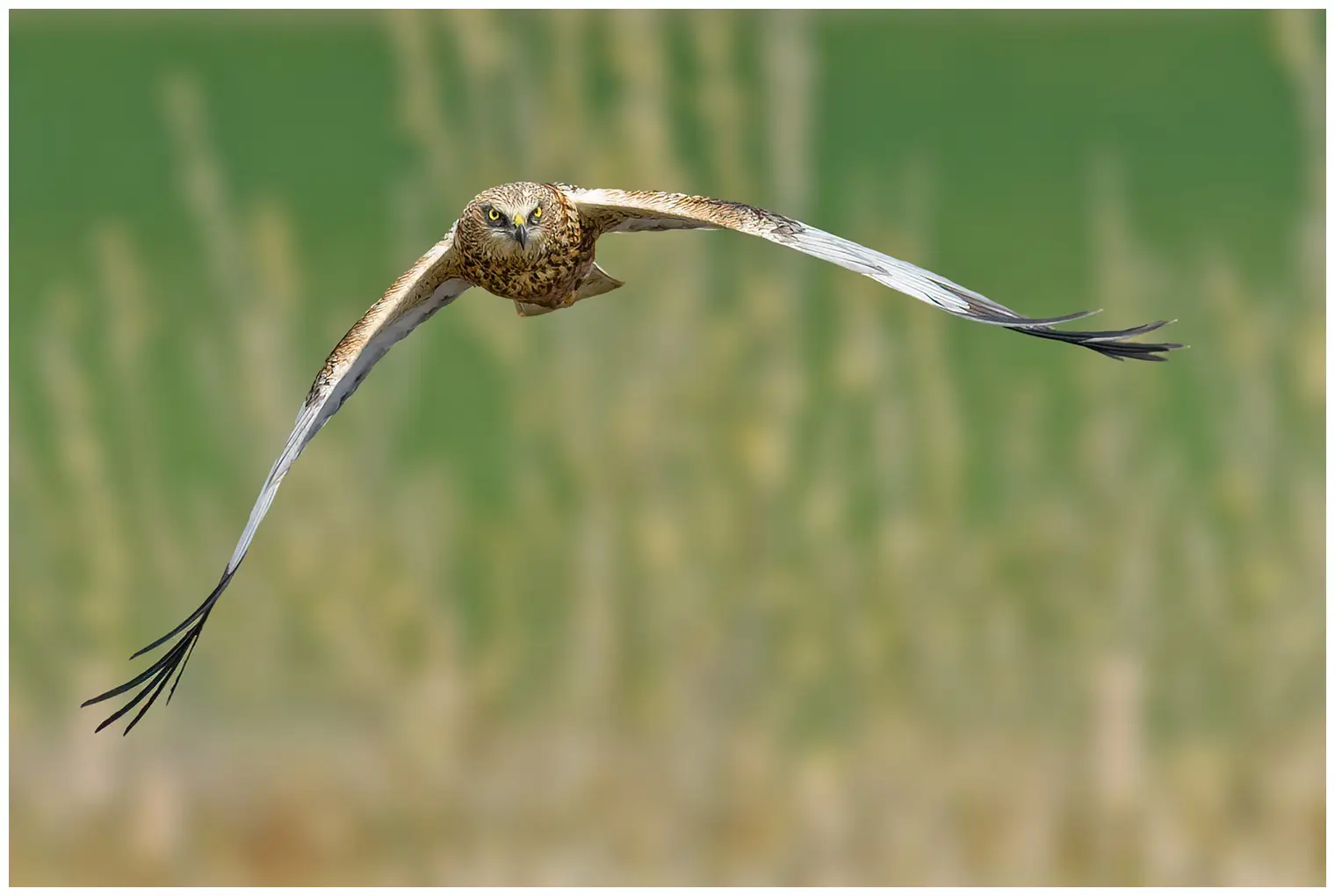 Aguilucho Lagunero Occidental