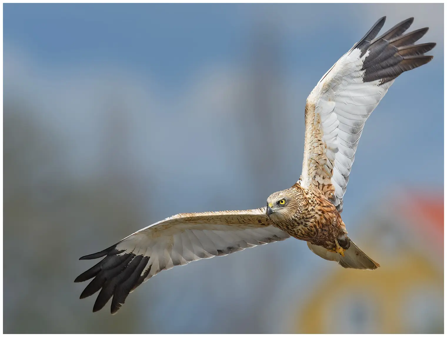 Aguilucho Lagunero Occidental