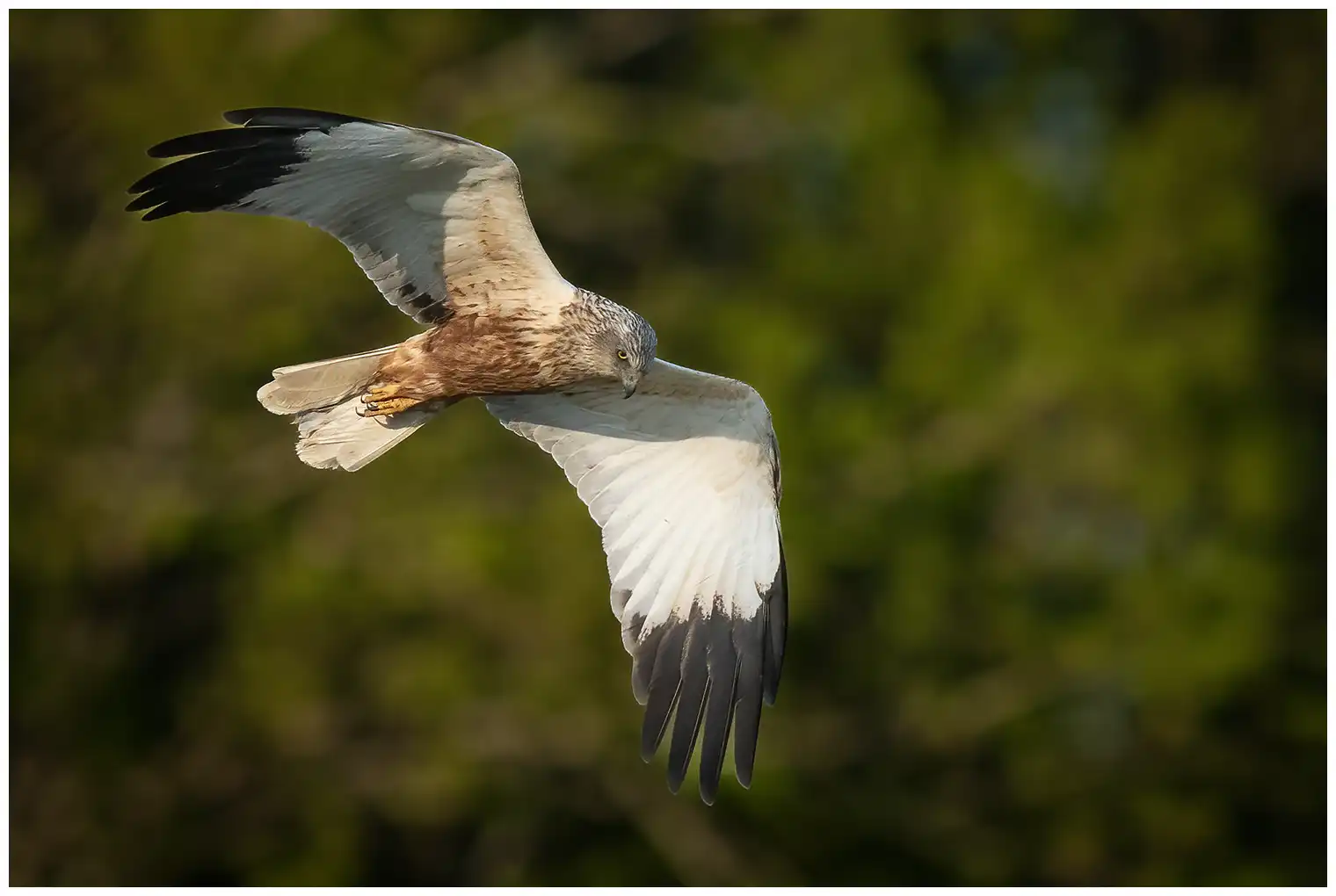 Aguilucho Lagunero Occidental