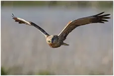 Aguilucho Lagunero Occidental