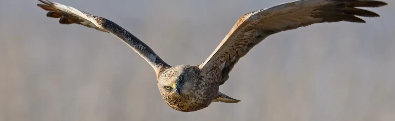 Aguilucho Lagunero Occidental. Visto aquí de frente mientras sobrevuela un bosque de juncos. A menudo vuela bajo sobre carrizales en busca de presas.