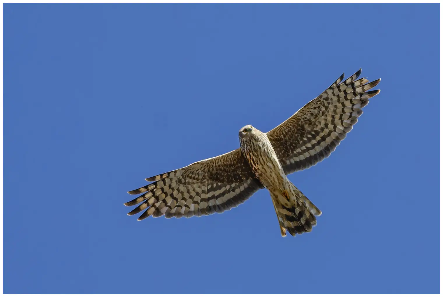 Aguilucho pálido