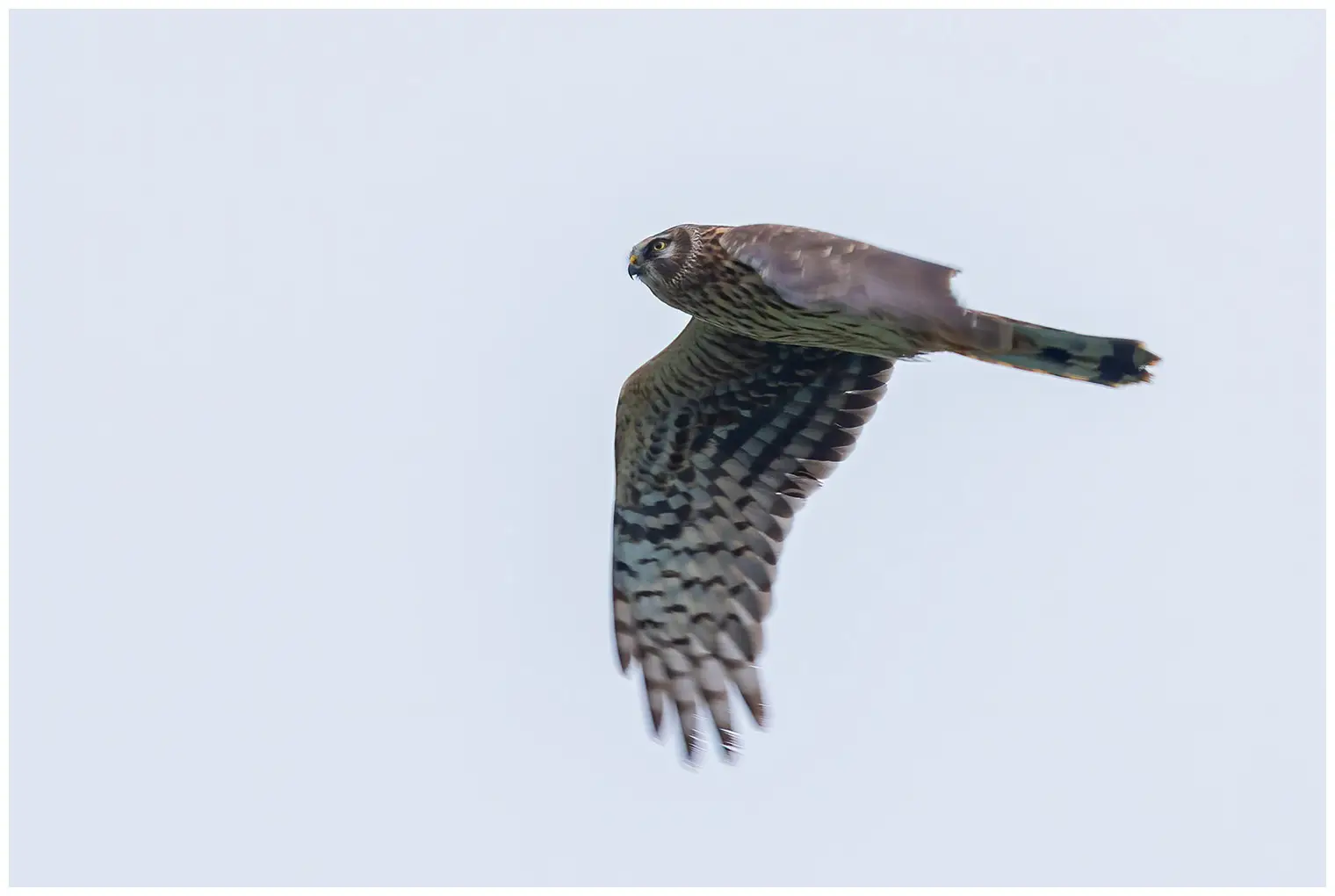 Aguilucho pálido