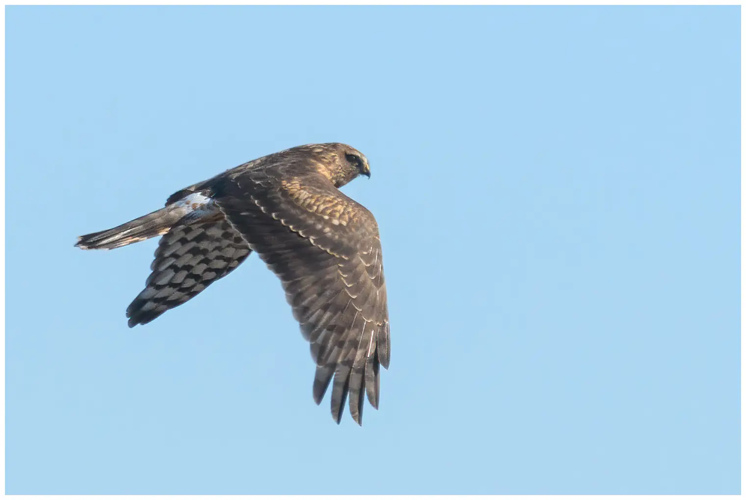 Aguilucho pálido
