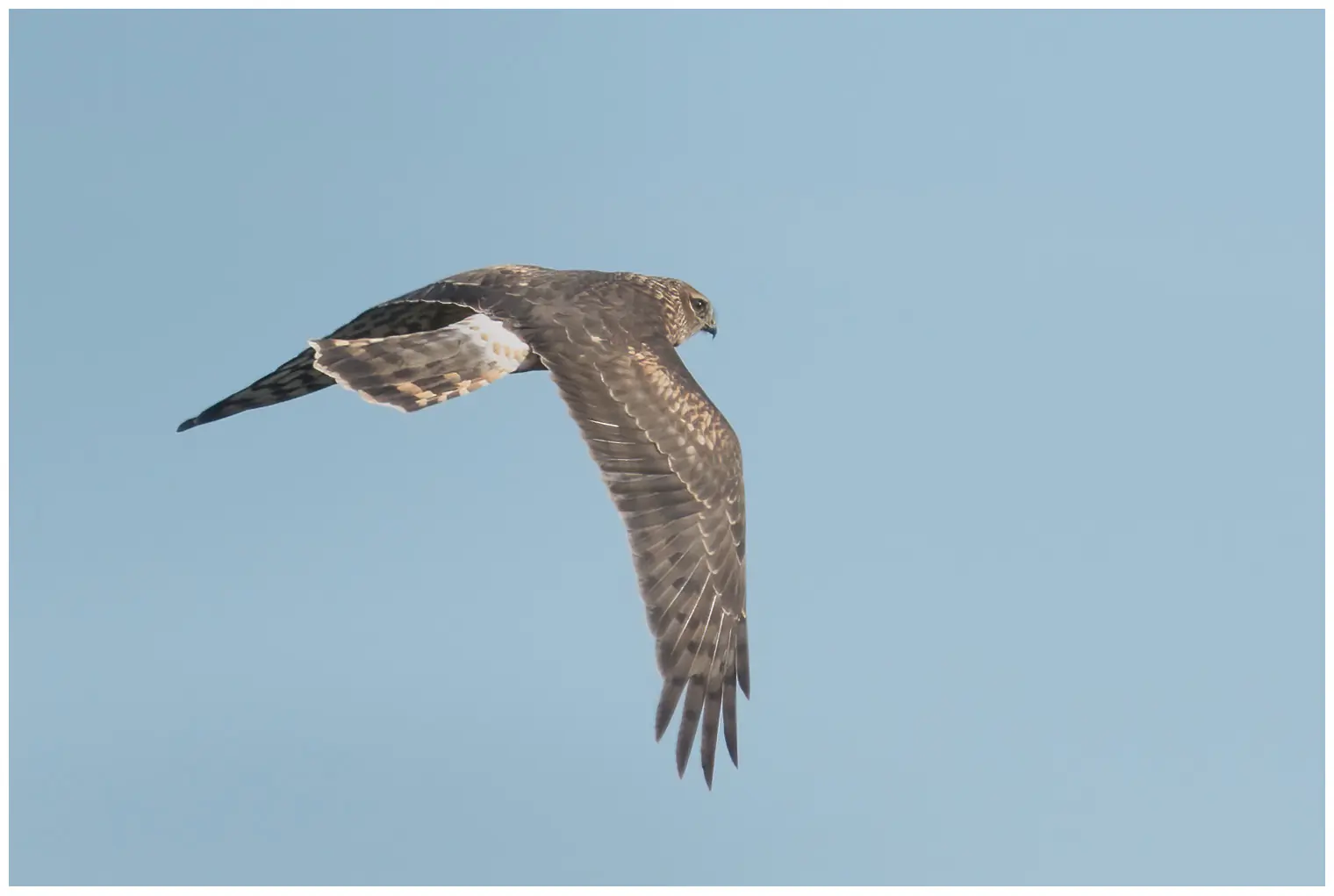 Aguilucho pálido