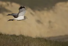Aguilucho pálido