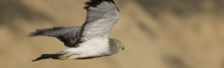 Aguilucho pálido. Visto aquí de perfil mientras sobrevuela una pradera en busca de pequeños roedores o aves.