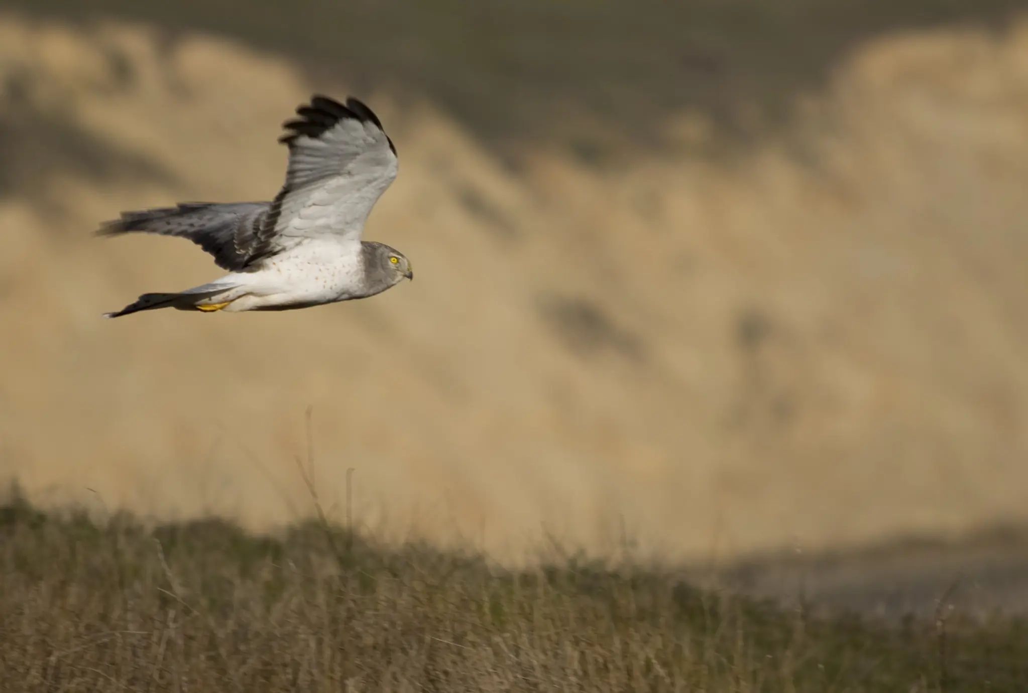 Aguilucho pálido. Visto aquí de perfil mientras sobrevuela una pradera en busca de pequeños roedores o aves.