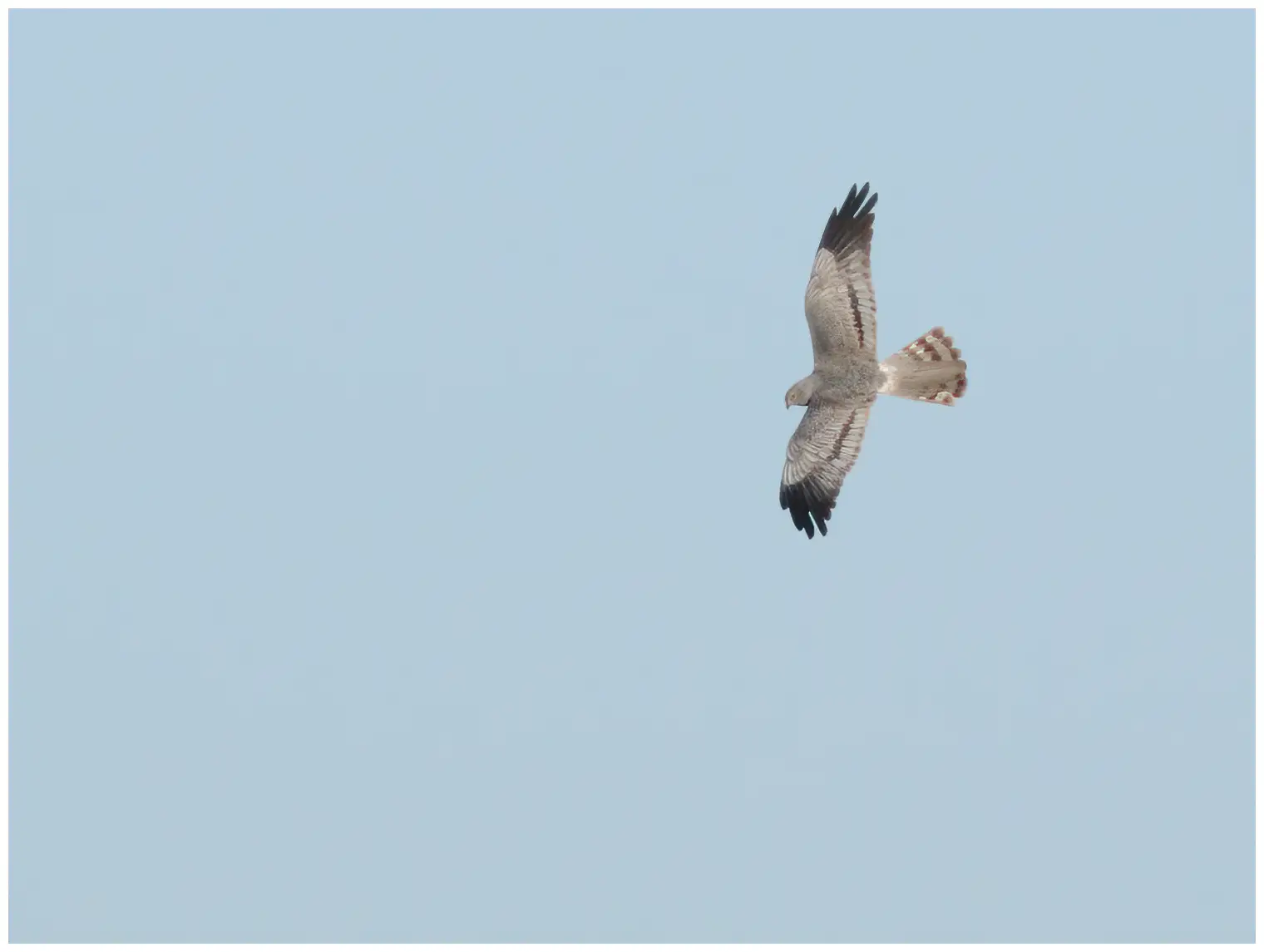 Aguilucho Cenizo