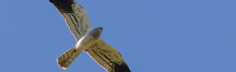 Aguilucho Cenizo. En la foto, sobre un cielo azul. El macho de la foto es gris plateado brillante con el extremo de las alas negro.