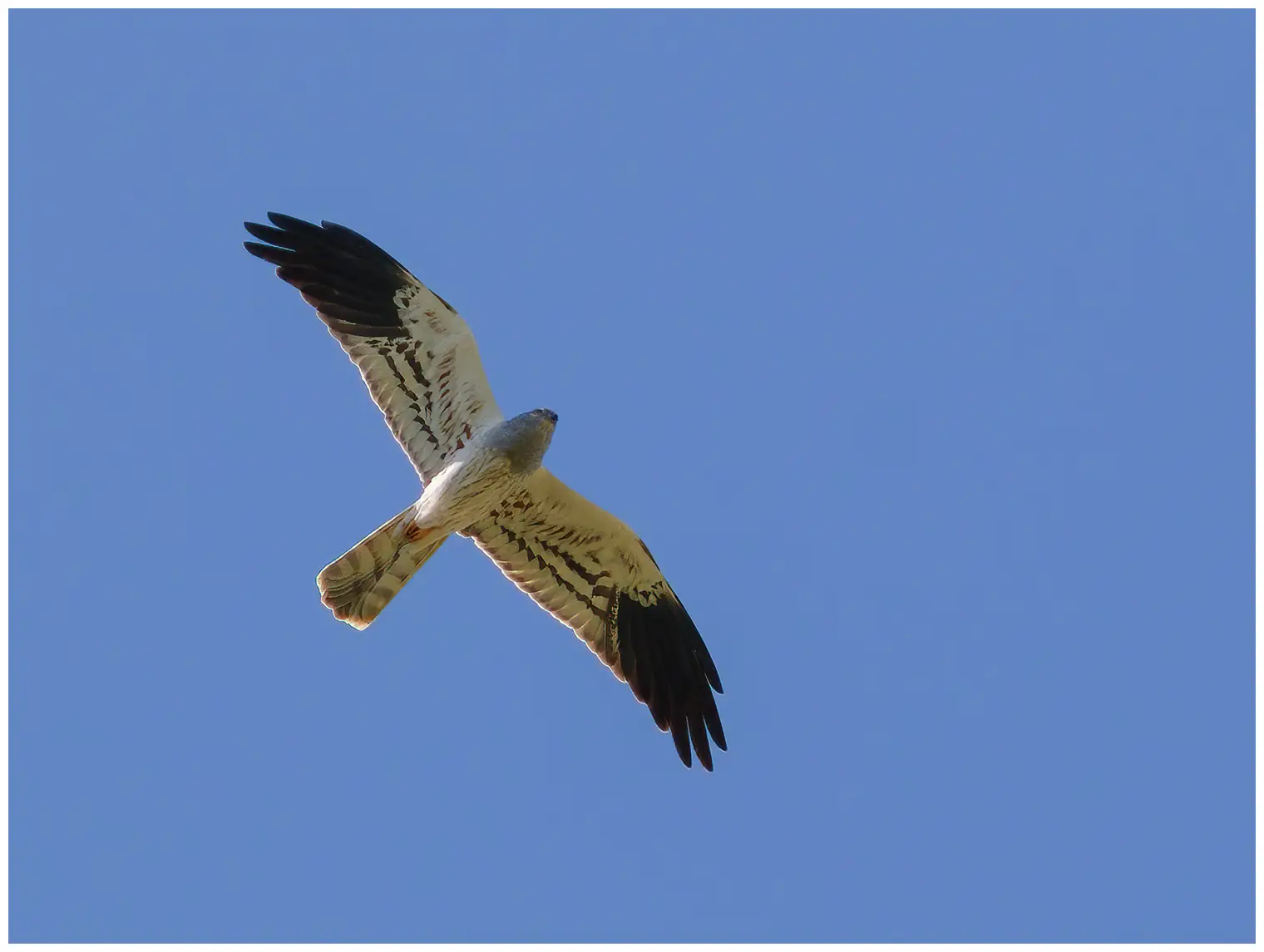 Aguilucho Cenizo. En la foto, sobre un cielo azul. El macho de la foto es gris plateado brillante con el extremo de las alas negro.