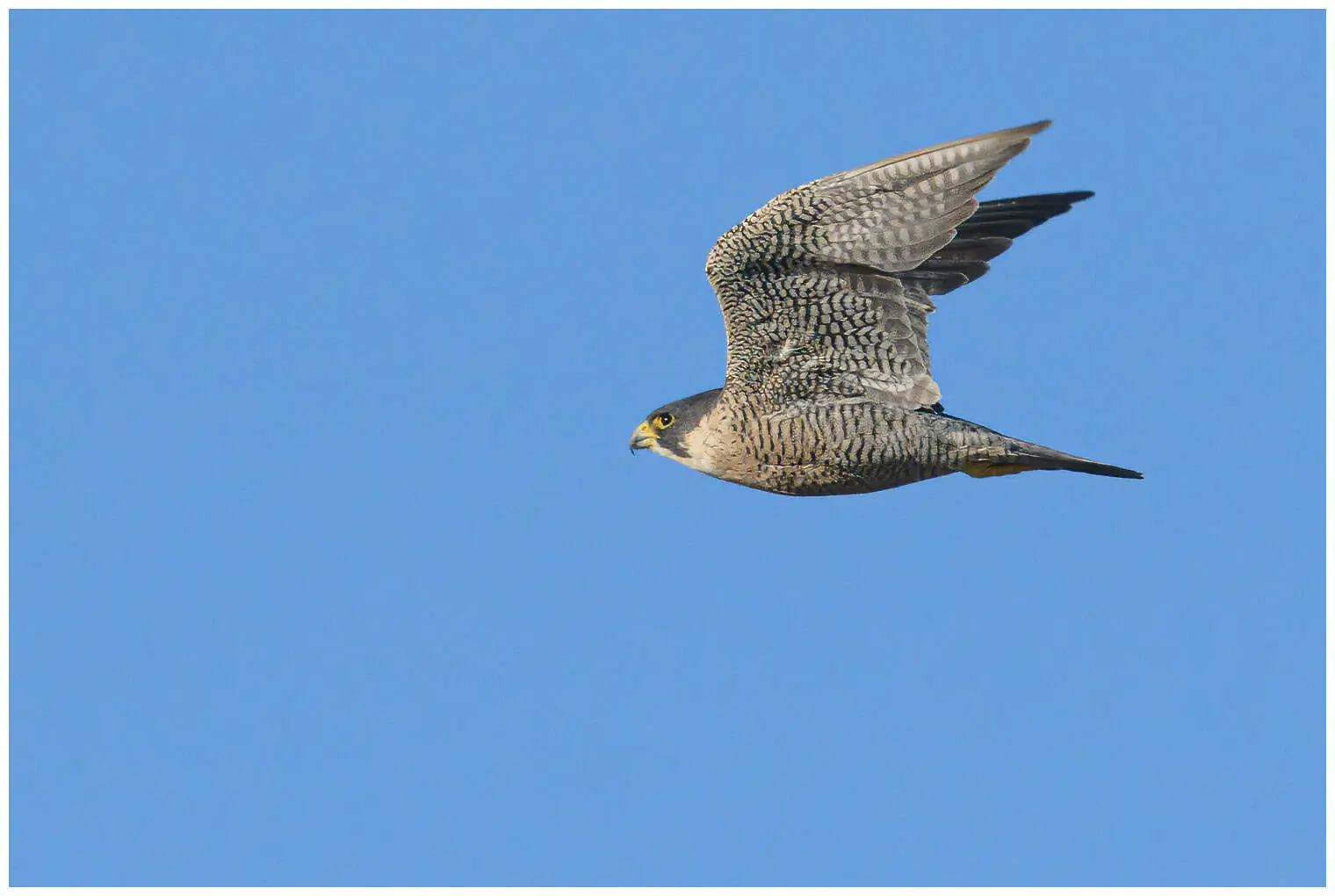 Halcón Peregrino