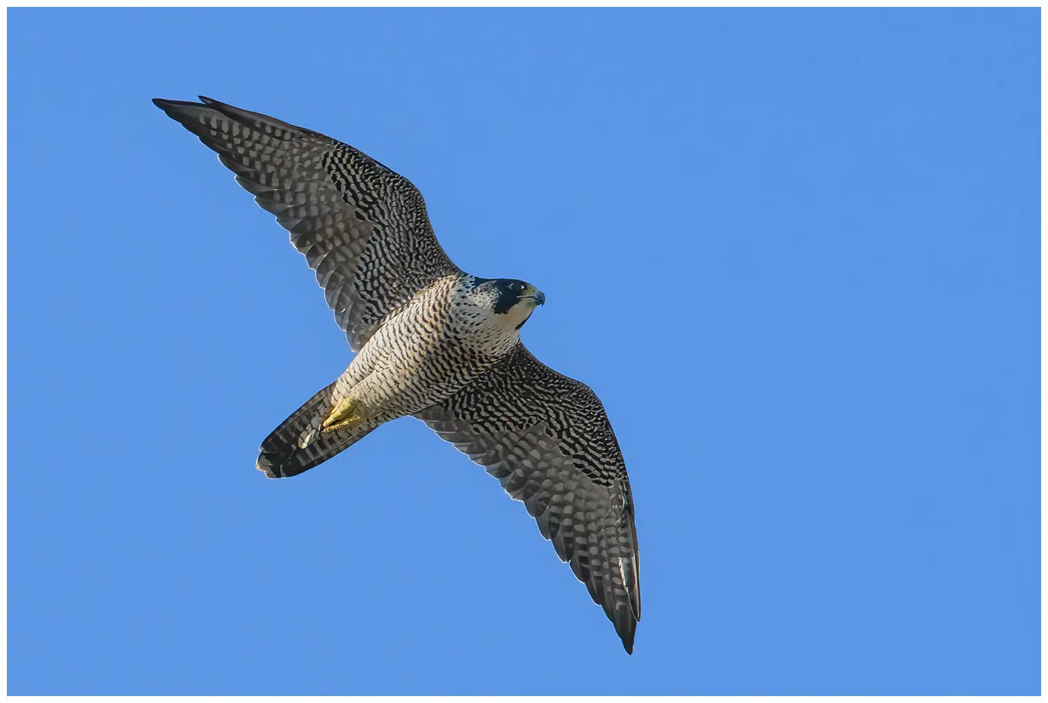 Halcón Peregrino