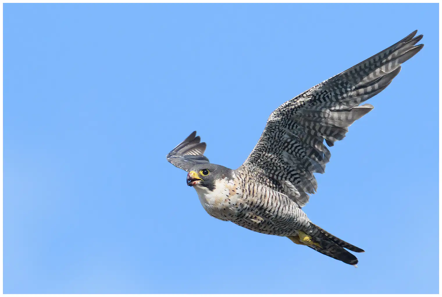 Halcón Peregrino