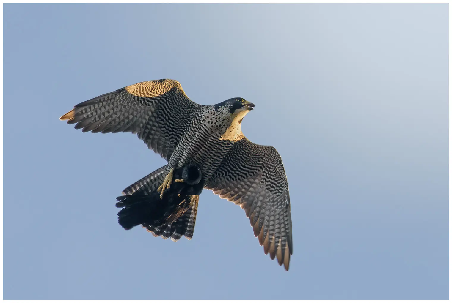 Halcón Peregrino