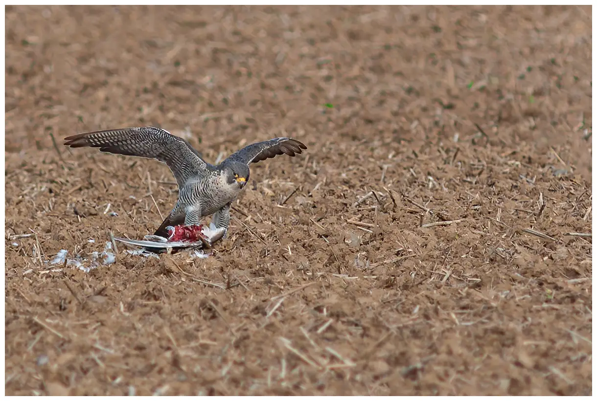 Halcón Peregrino