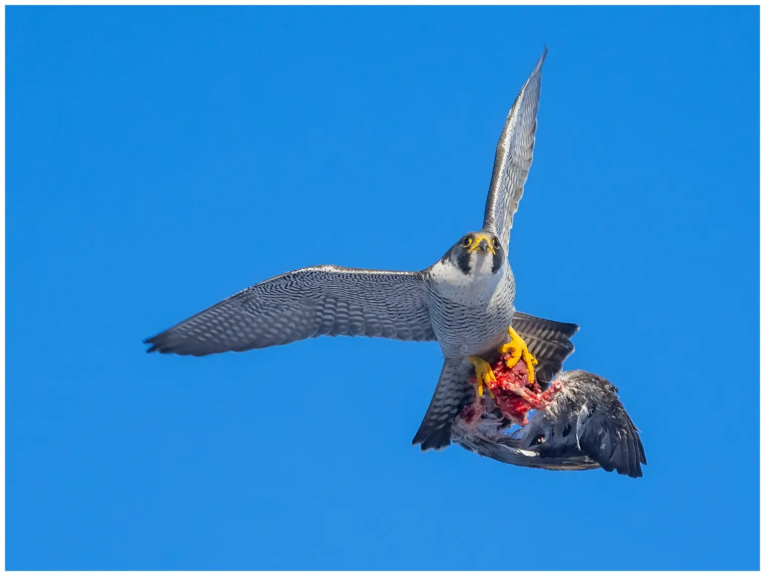Halcón Peregrino