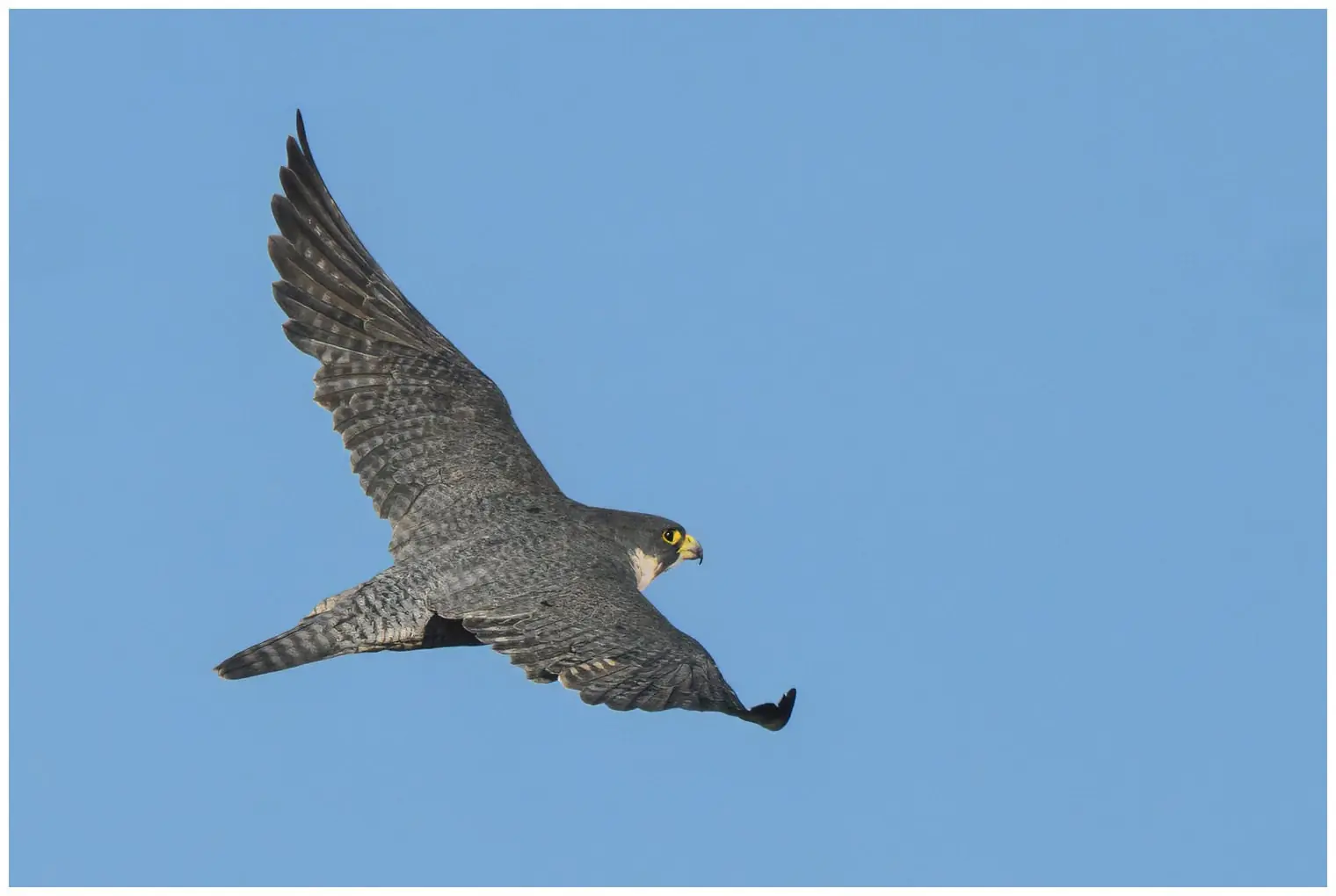 Halcón Peregrino