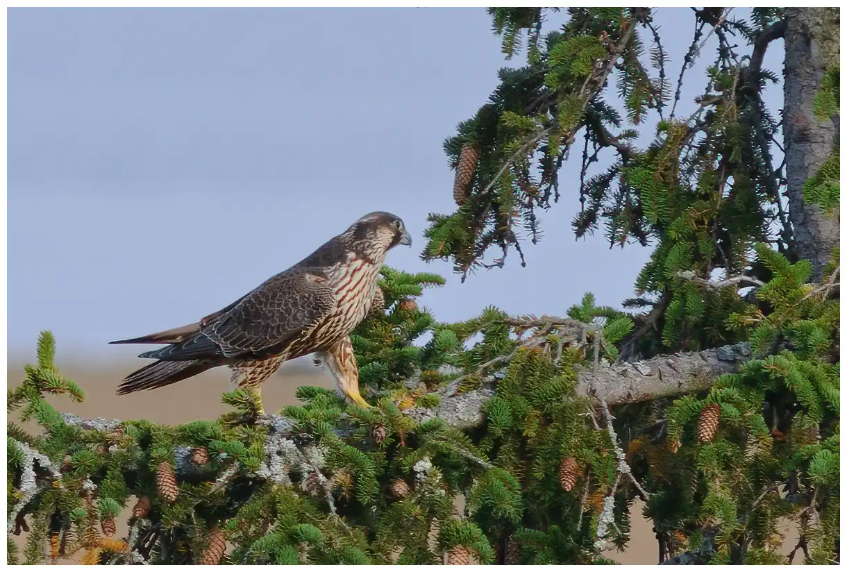Halcón Peregrino