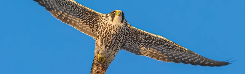 Halcón Peregrino. En la imagen, sobre un cielo azul. La parte inferior del ave está rayada longitudinalmente, lo que indica que se trata de un juvenil.