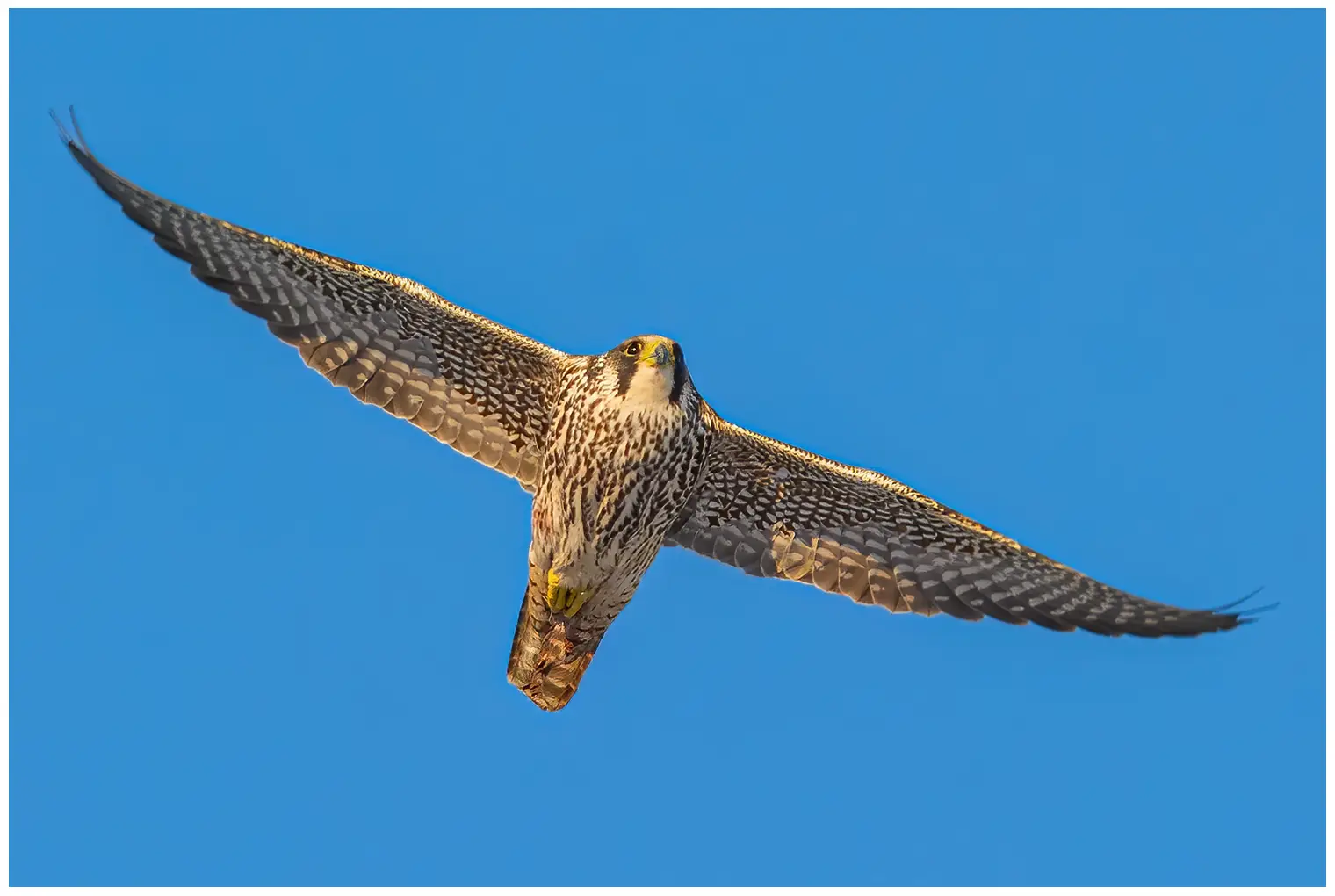 Halcón Peregrino. En la imagen, sobre un cielo azul. La parte inferior del ave está rayada longitudinalmente, lo que indica que se trata de un juvenil.