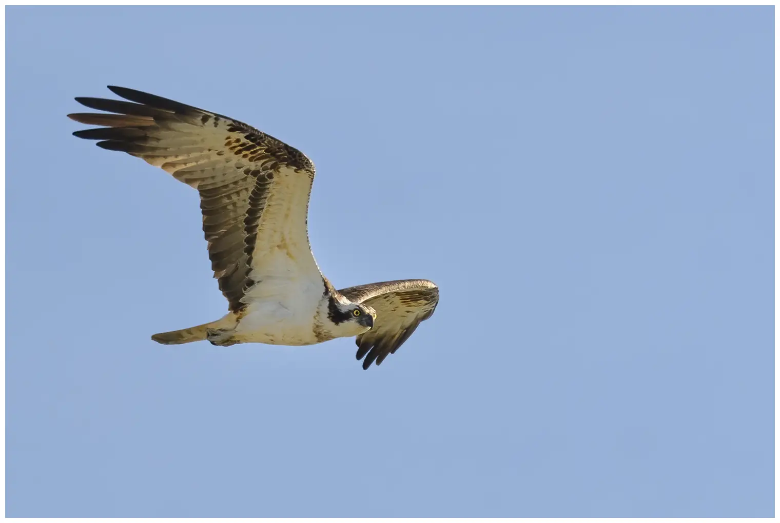 Aguila Pescadora
