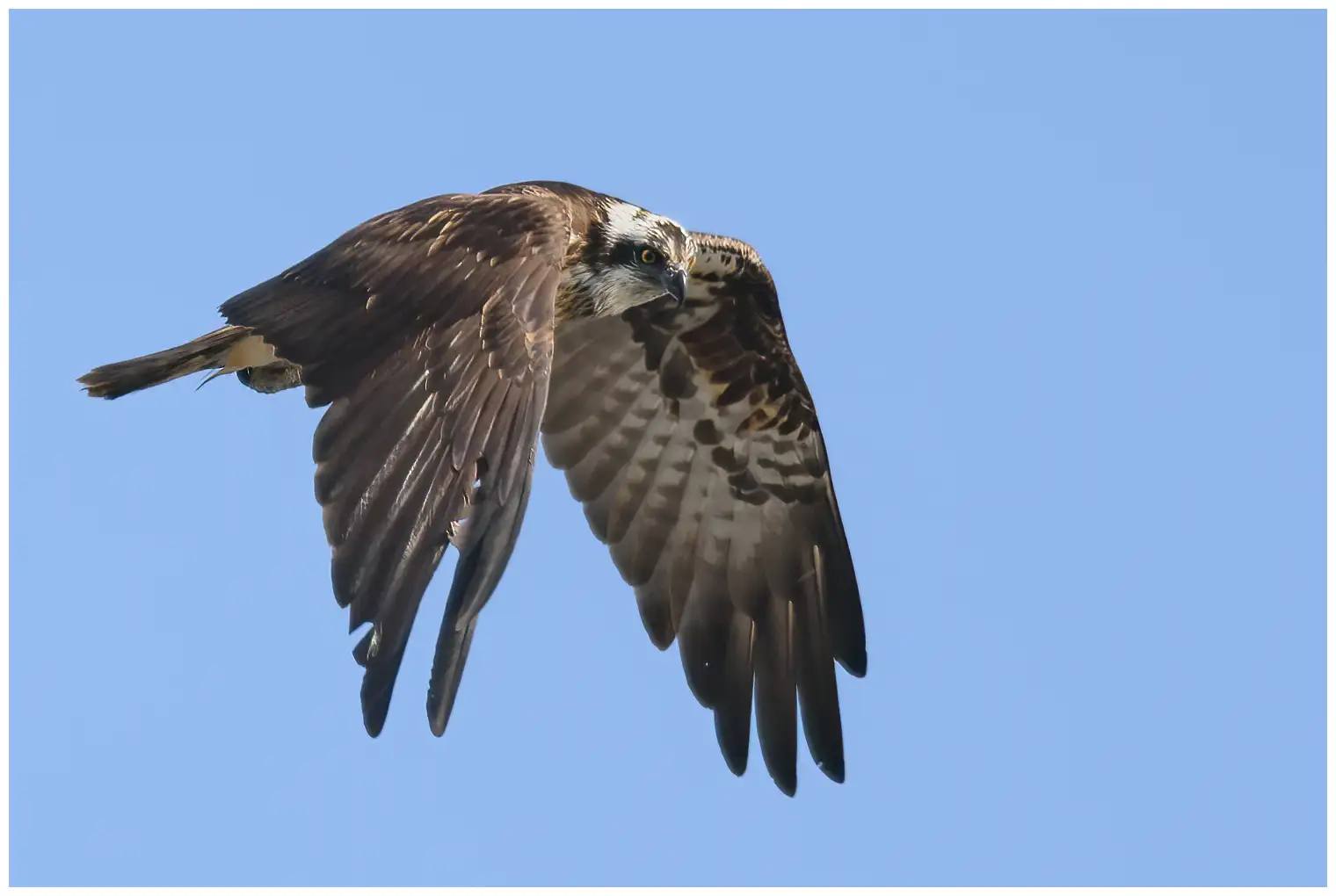 Aguila Pescadora