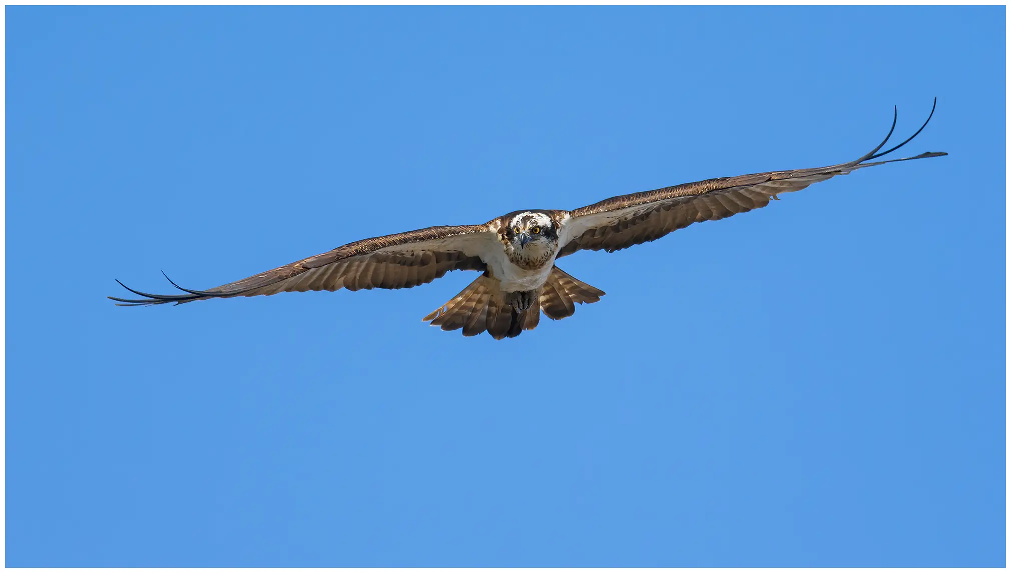 Aguila Pescadora