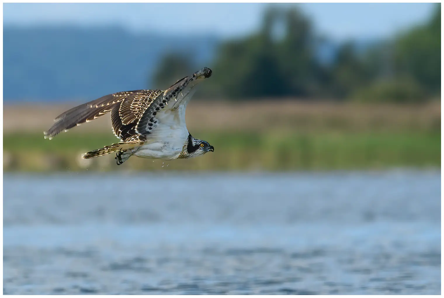 Aguila Pescadora