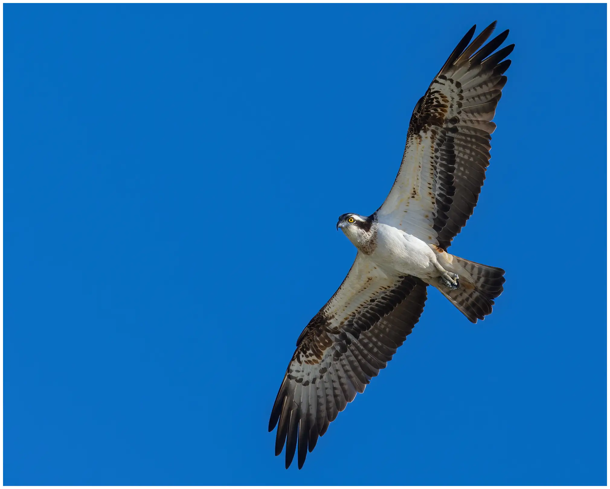 Aguila Pescadora