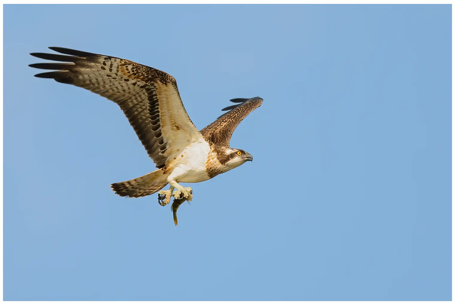 Aguila Pescadora