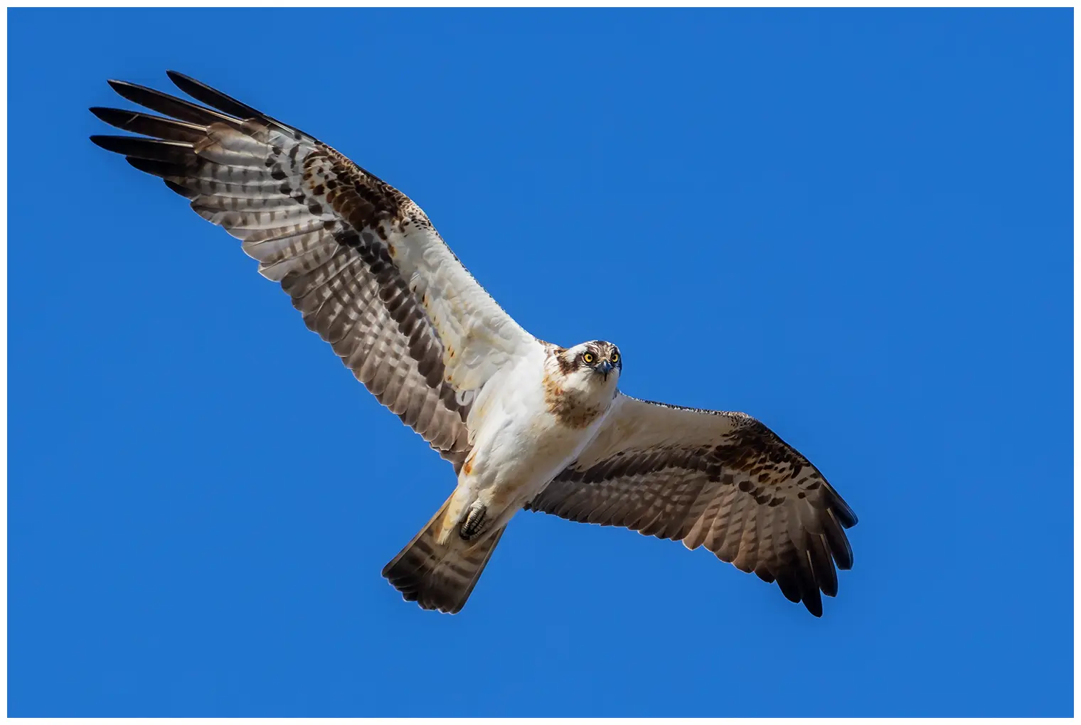 Aguila Pescadora