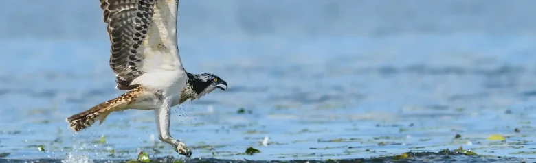 Aguila Pescadora. Volando sobre la superficie del agua. Parece que acaba de pescar un pez en el agua.