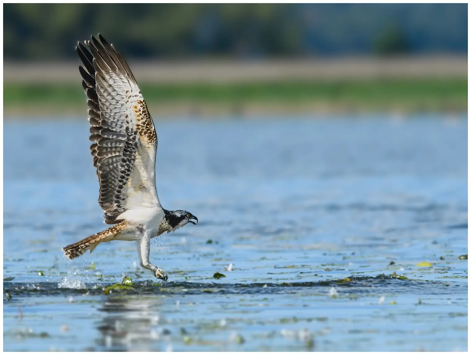 Aguila Pescadora. Volando sobre la superficie del agua. Parece que acaba de pescar un pez en el agua.